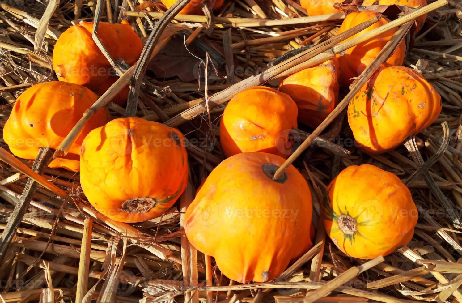 calabazas naranjas de otoño en la paja foto
