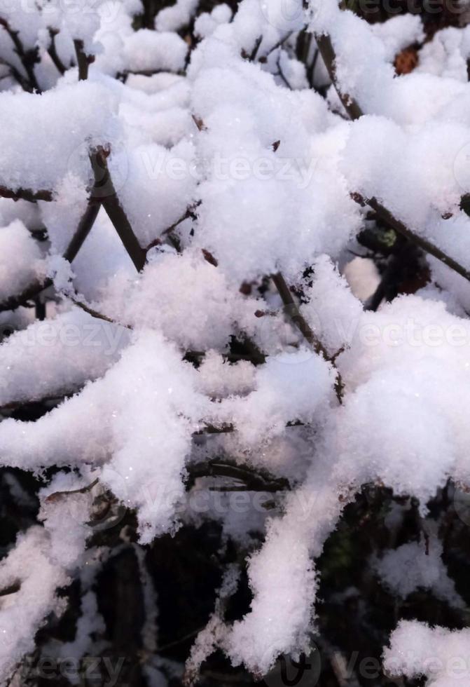 nieve esponjosa en el árbol foto