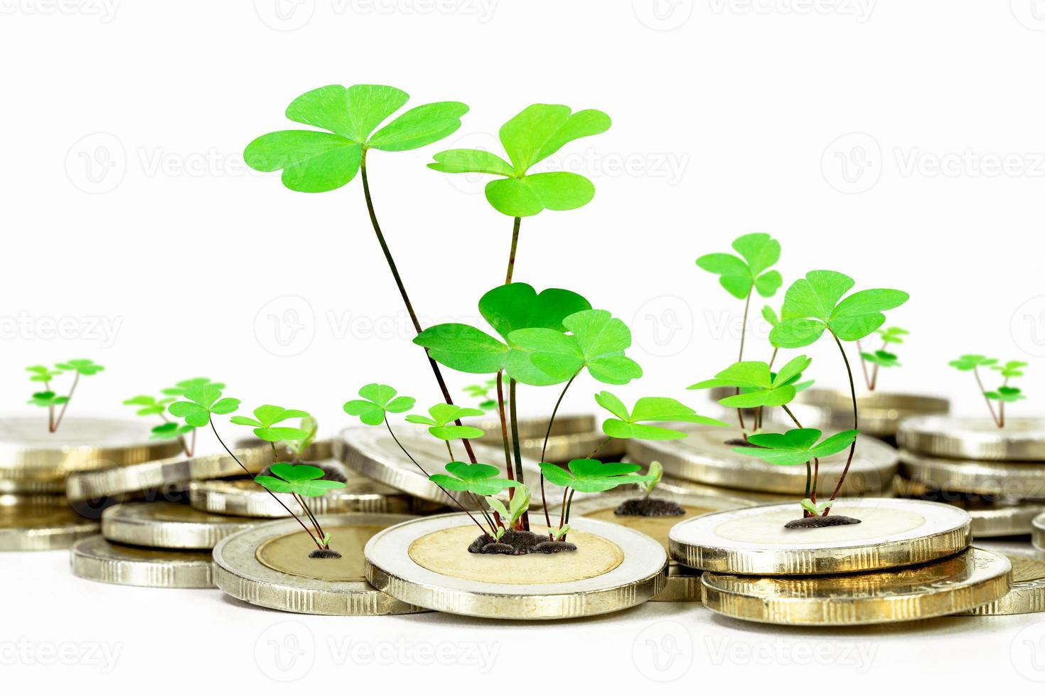 Lucky economic growth concept with piles of coins and tree photo