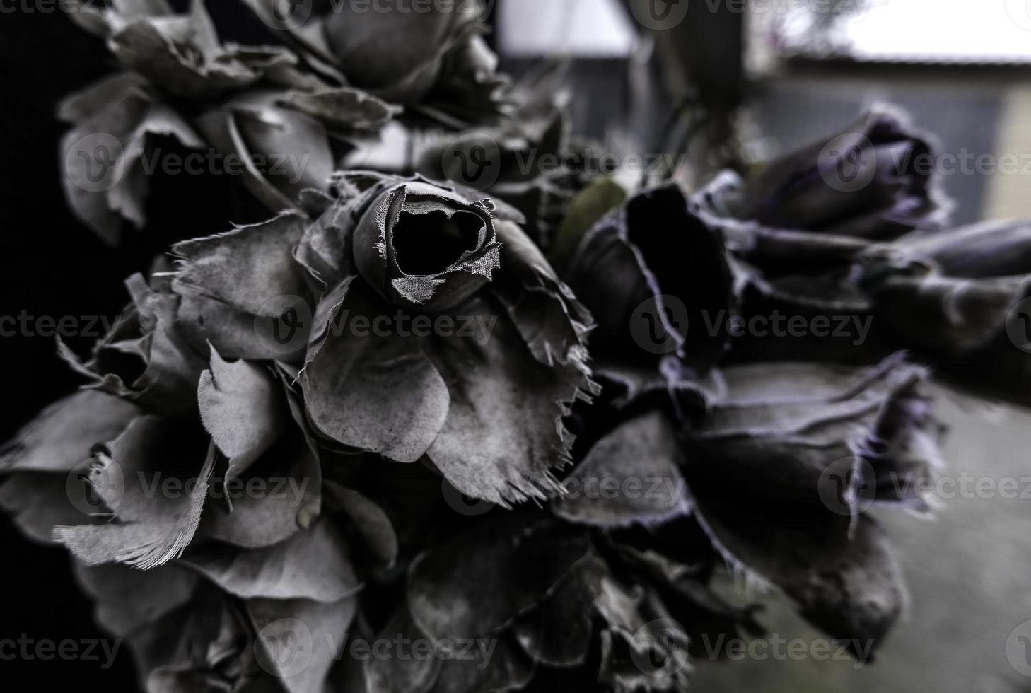 Dry roses in cemetery photo