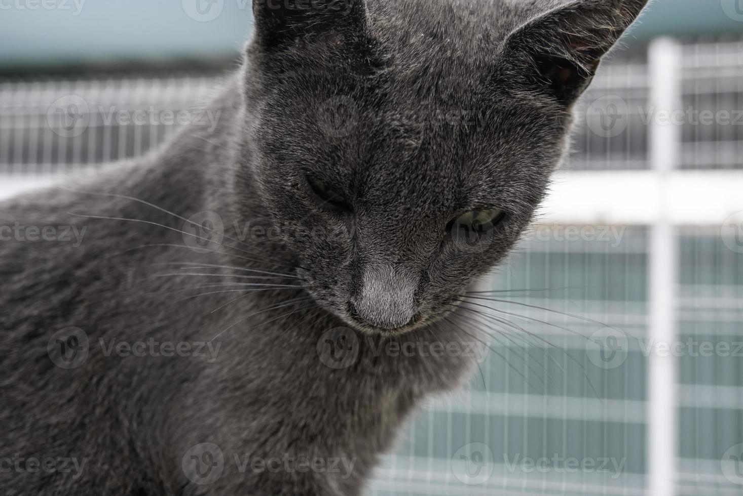 Russian blue cat photo