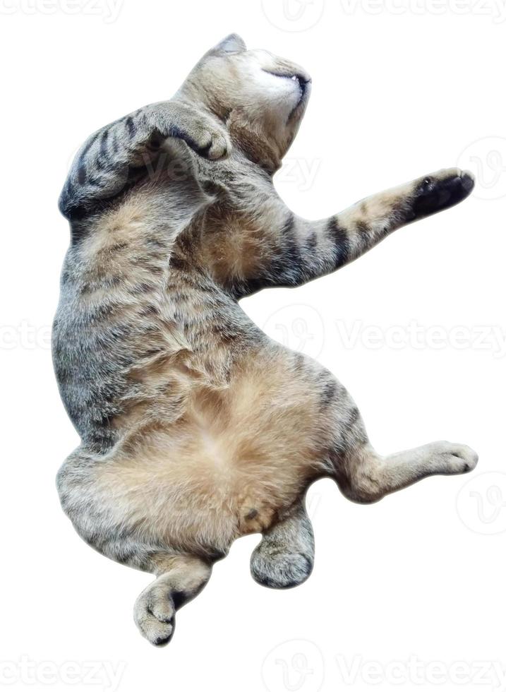 Cat sleeping on  isolated on white background photo
