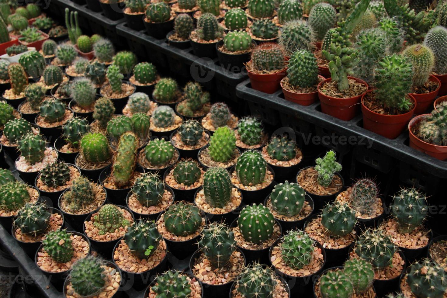 many Succulent cactus in a pot  on the tray photo