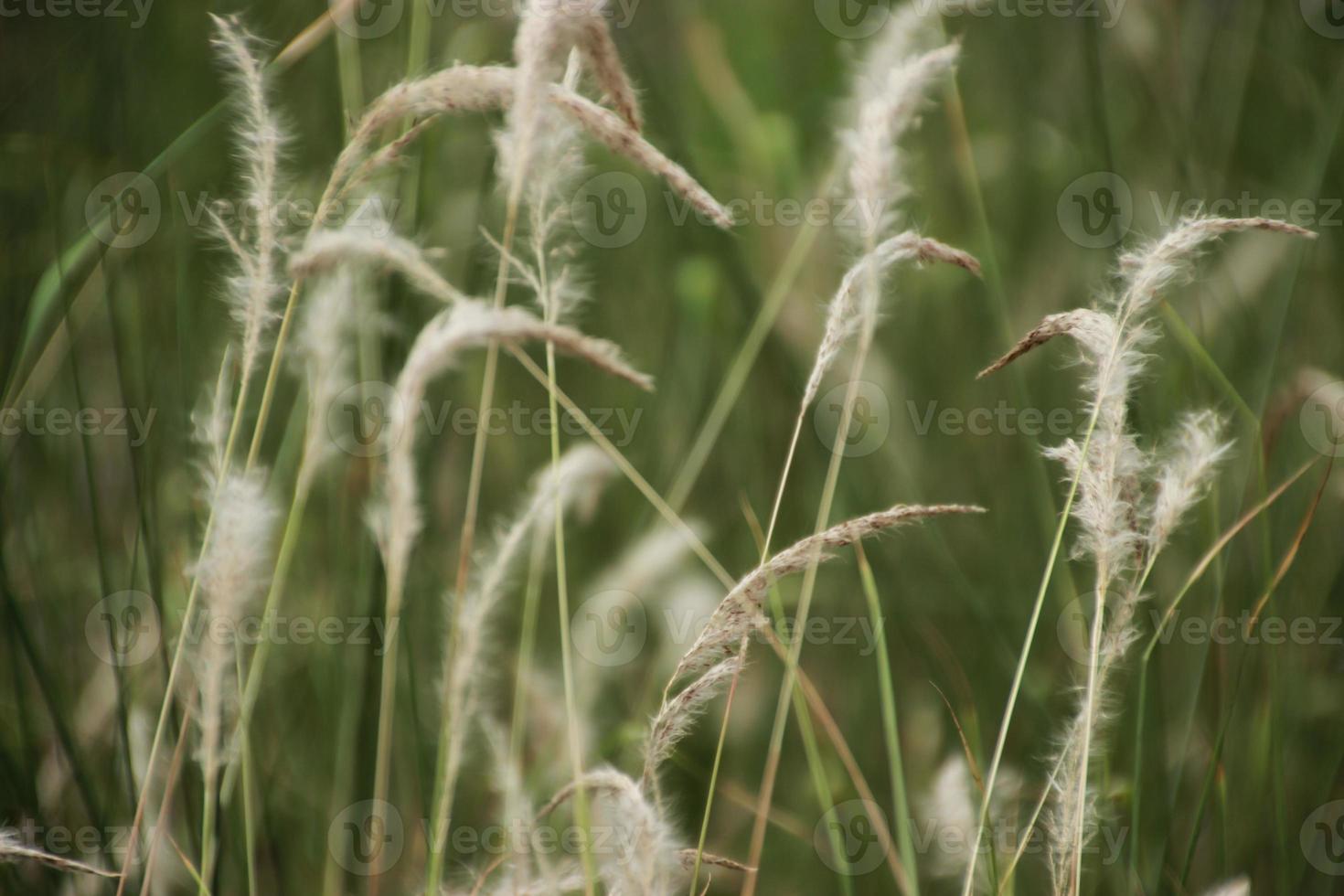 cclose up floret , poaceae , grass flowers background photo