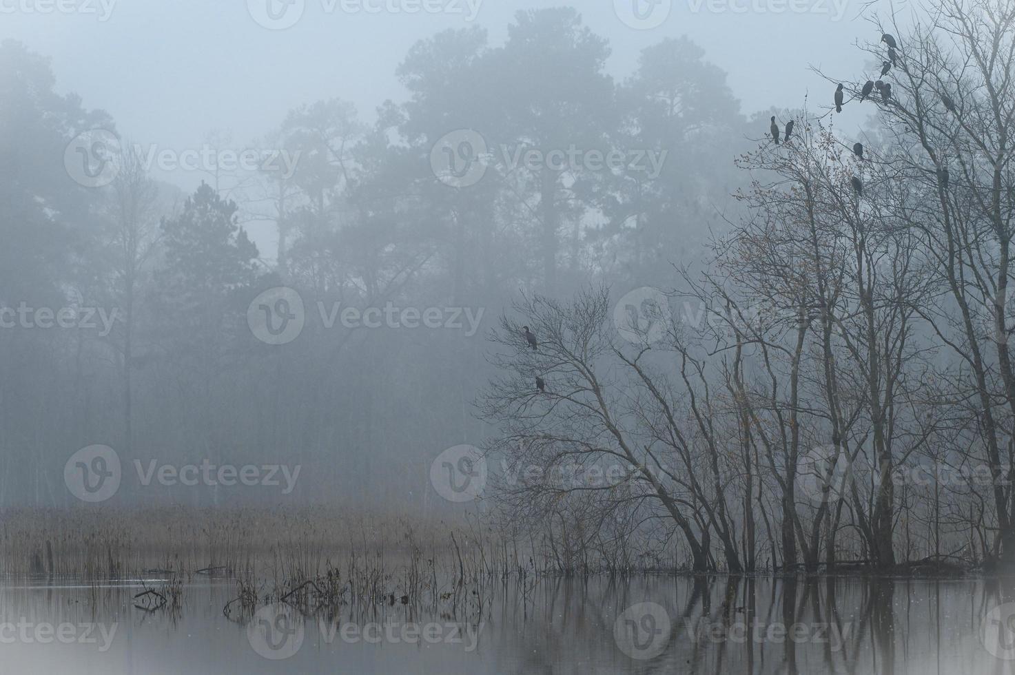 In the fog, trees are reflected on the lake and grasses line the water's edge. photo