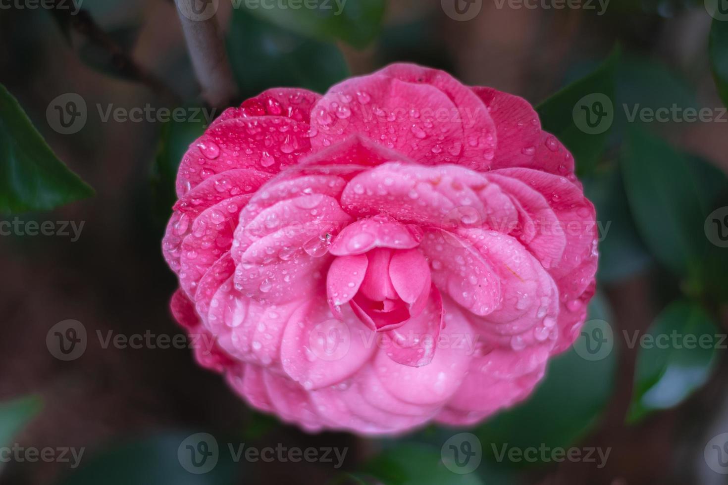 A single pink flower of the 'Early Wonder' camellia, its double petals covered in water drops. photo