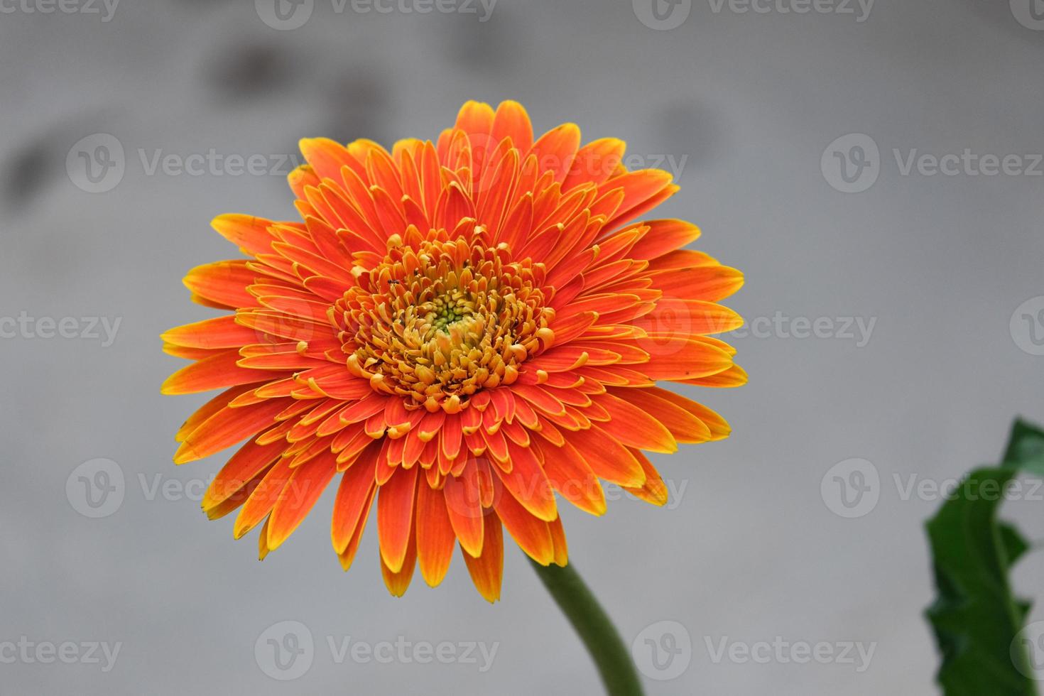 hermosa flor de gerbera naranja y amarilla fresca que florece en el jardín botánico de múltiples pétalos foto