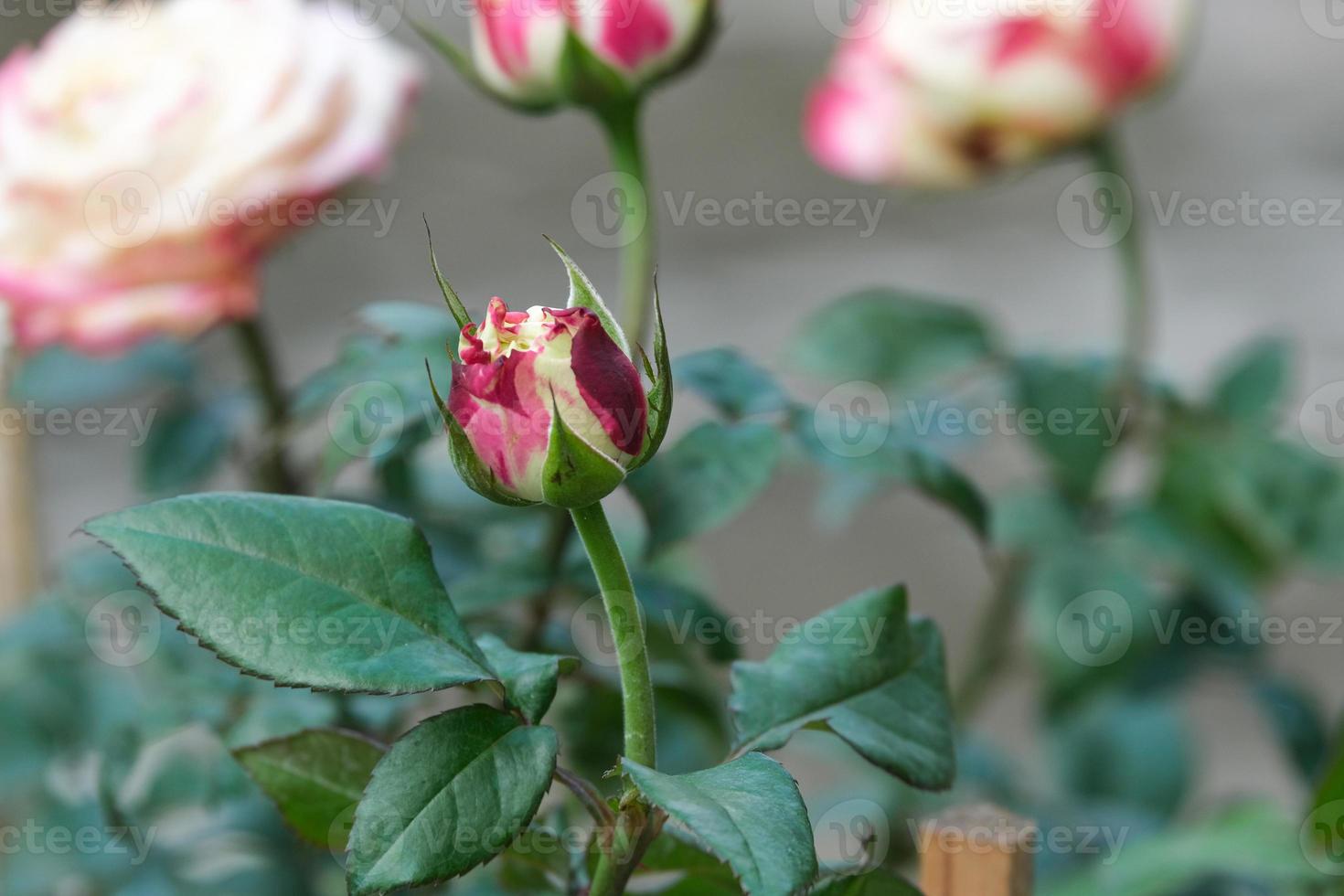 beauty group of soft red and white apple jack rose multi petals abstract shape with green leaves in botany garden. symbol of love in valentine day. soft fragrant aroma flora. photo