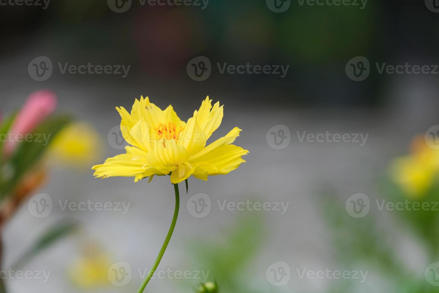 side view fresh yellow and orange cosmos with green leaves and flower blooming in botany garden. photo