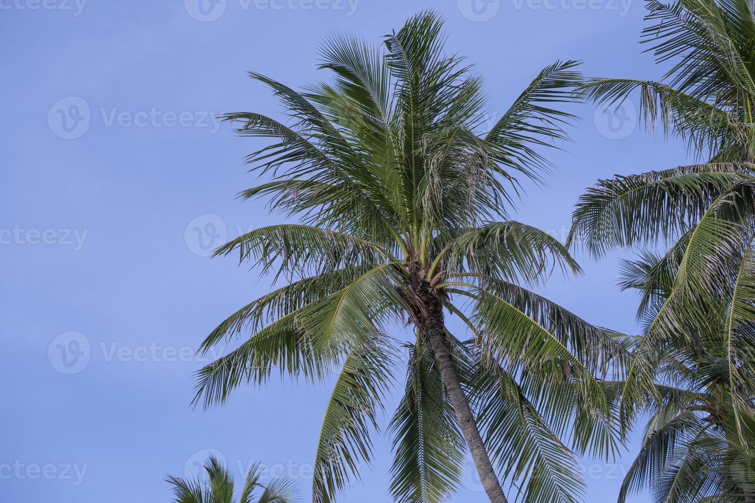 beautiful fresh green coconut palm leaves tree  curve shape on blue sky background. sharp leaves plant tropical fruit trees in thailand photo