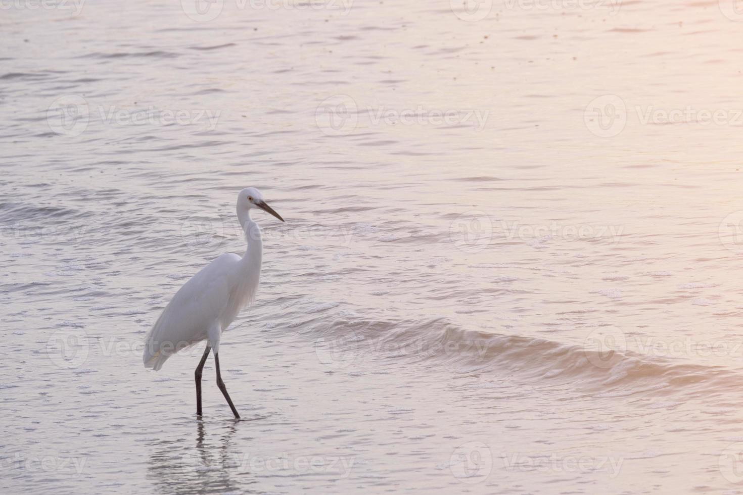 beauty white sea bird walking on water beach for finding animal food in water. animal wing and long legs wild life in thailand coast. photo