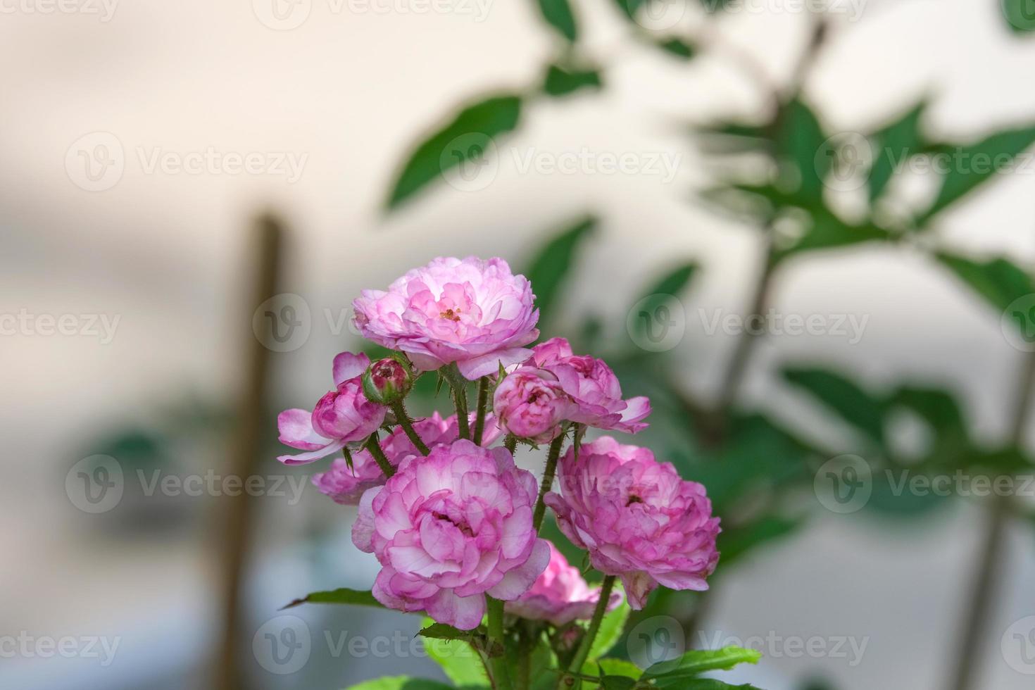 fresh of vineyard song pink rose flower bouquet blooming in outdoor