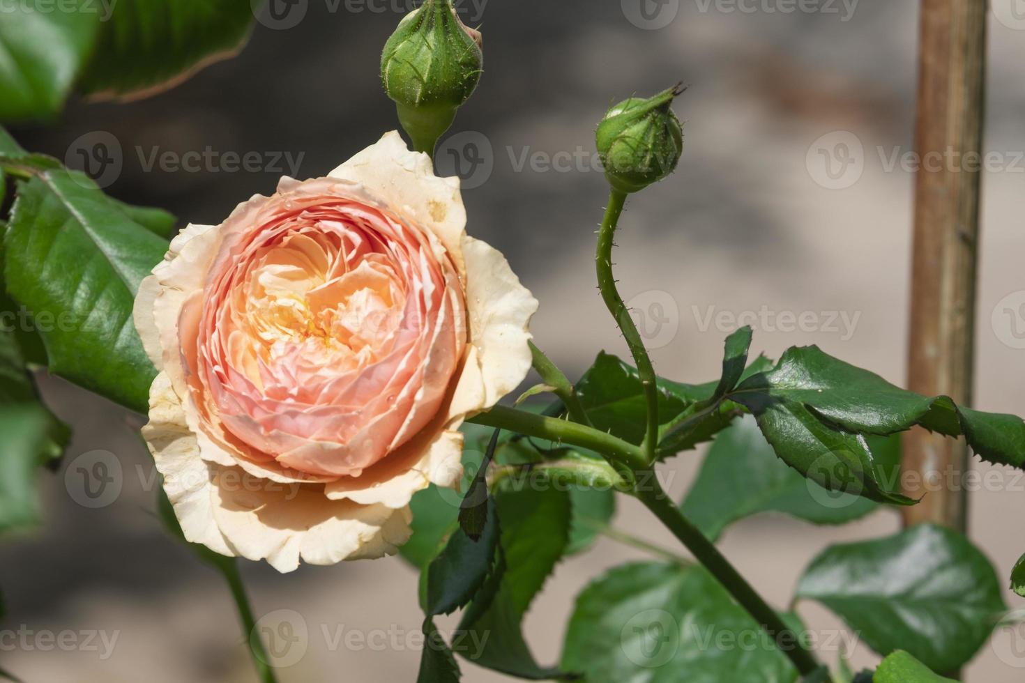 hermosas flores aromáticas de rosa masora que florecen en el jardín botánico con hojas verdes. aroma de olor fresco color naranja foto
