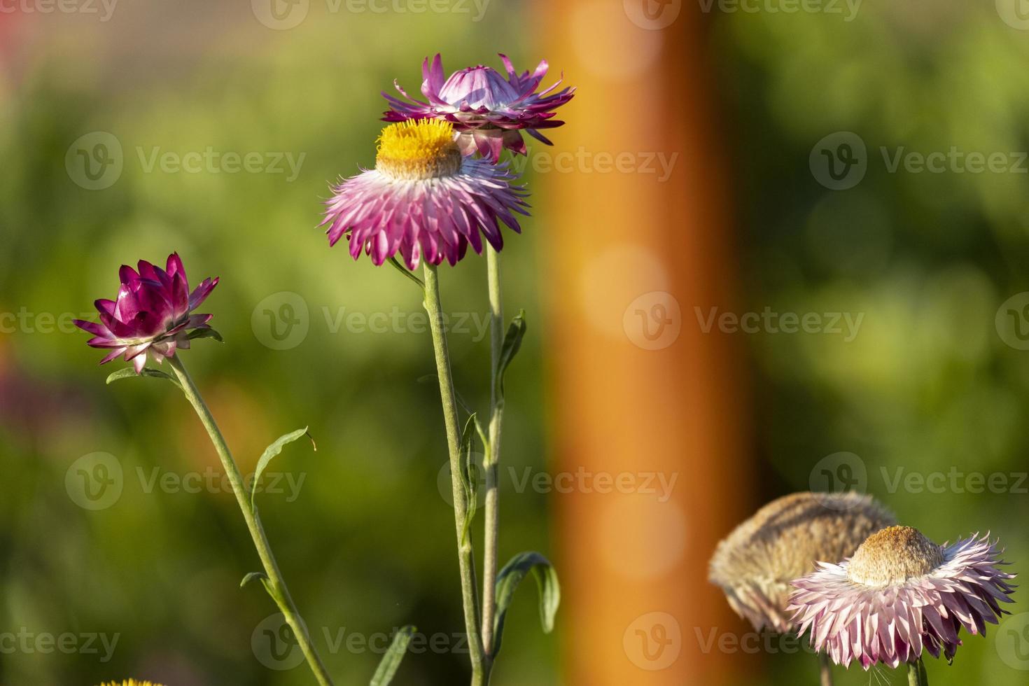 beautiful group of helichrysum violet yellow color fresh flower in botany garden natural park. macro flora orange and pink blooming photo