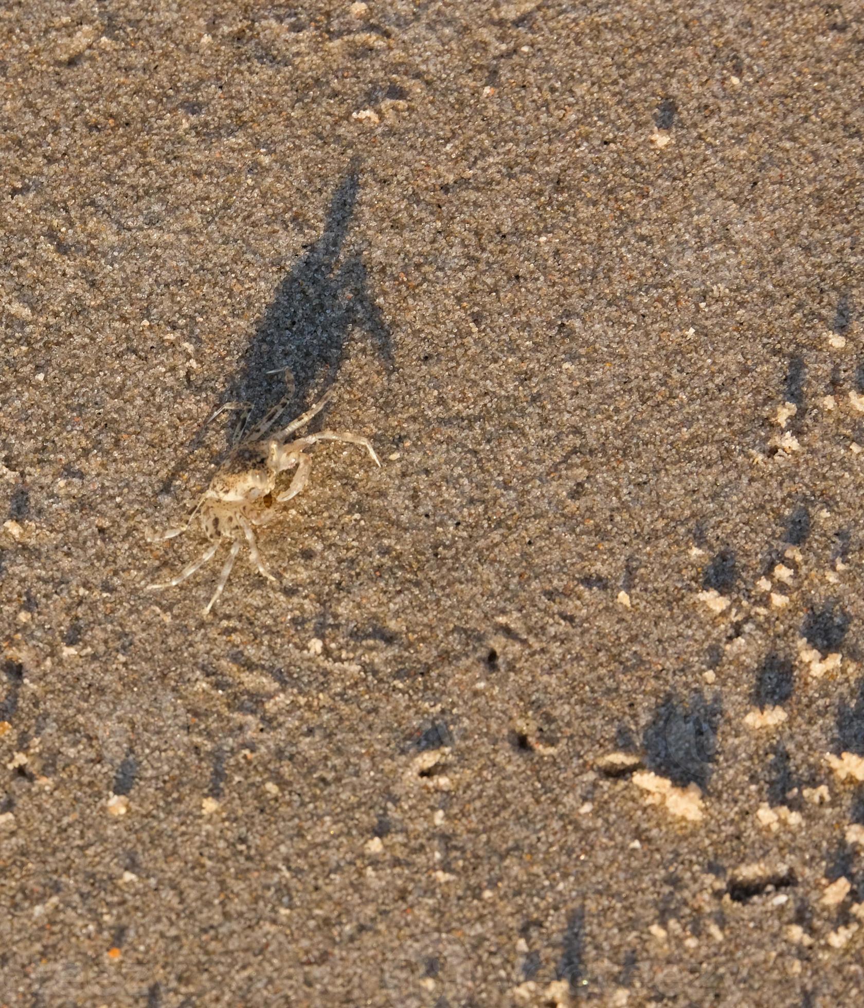 Unlock The Sand Crab Secret: Edible Or Not? - 06u01xz