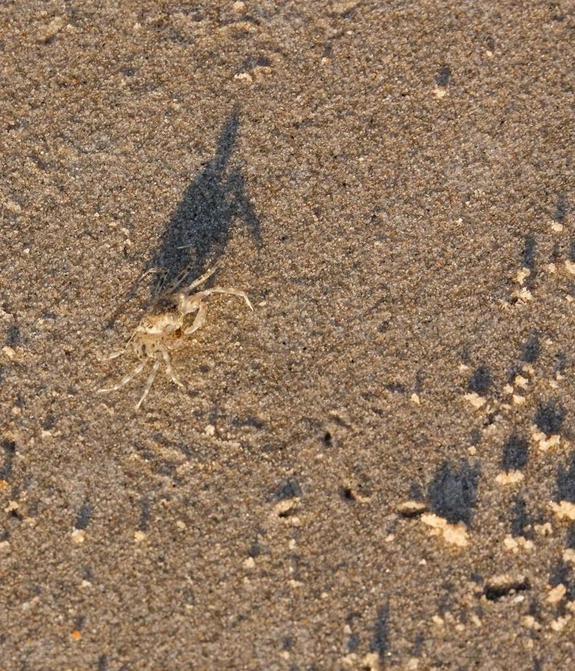 small crab and black shadow walking on golden sand beach at Thailand sea photo