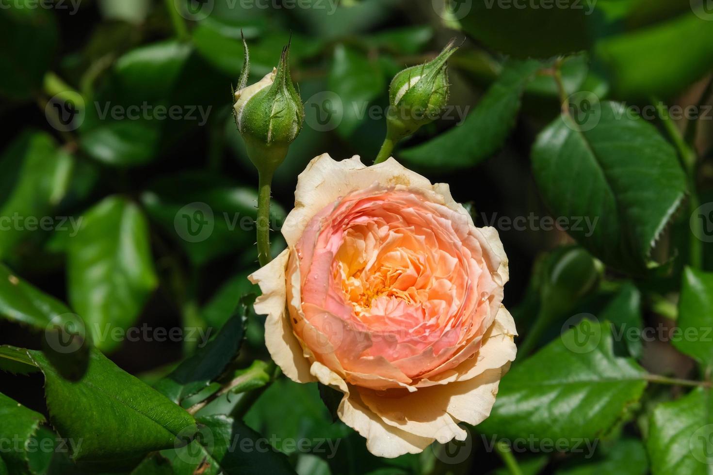 beautiful masora rose fragrant flowers blooming in botany garden with green leaves. scent of fresh smell orange color photo