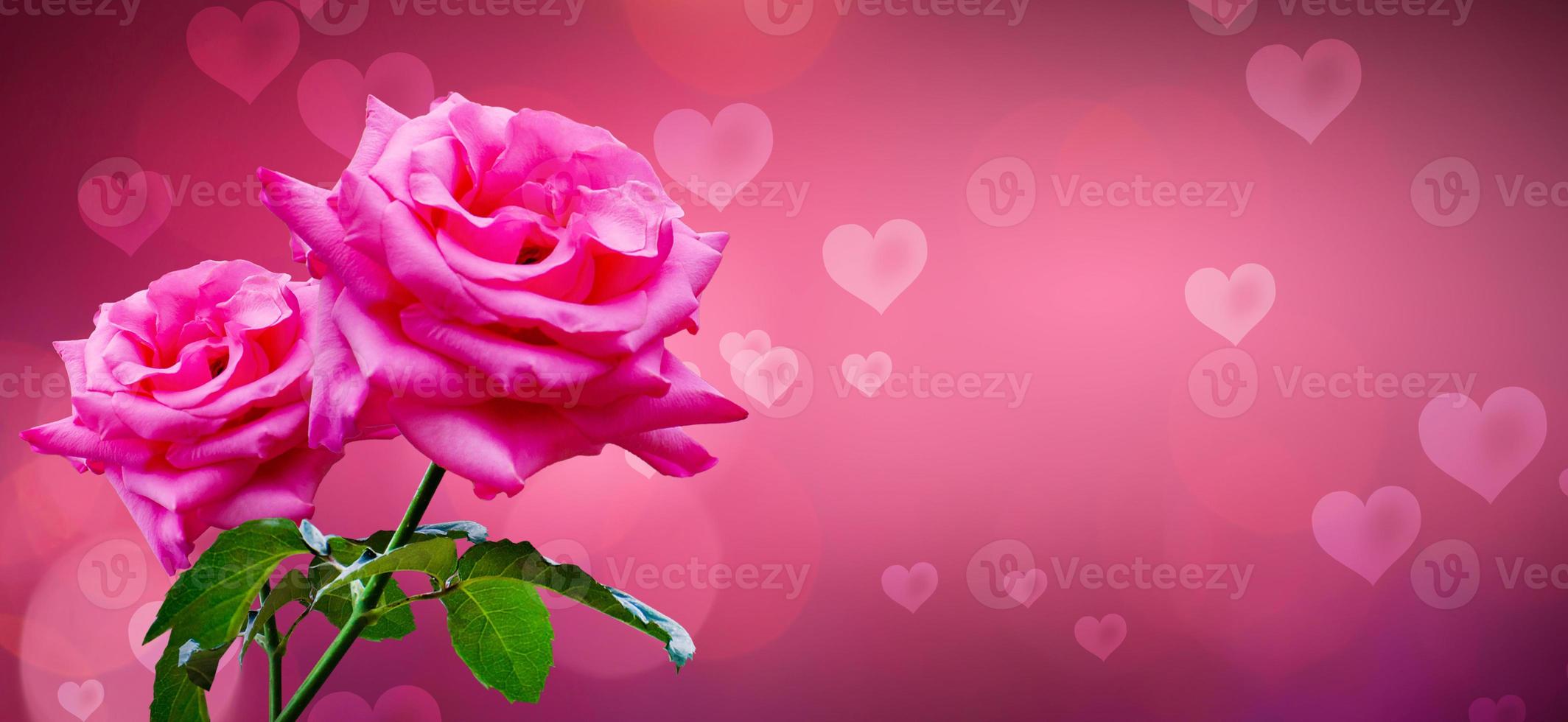 heart shaped background with pink roses for valentines day photo