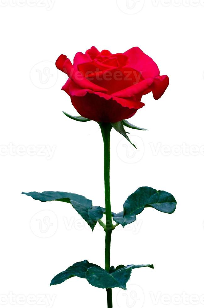 red rose white background, isolate photo