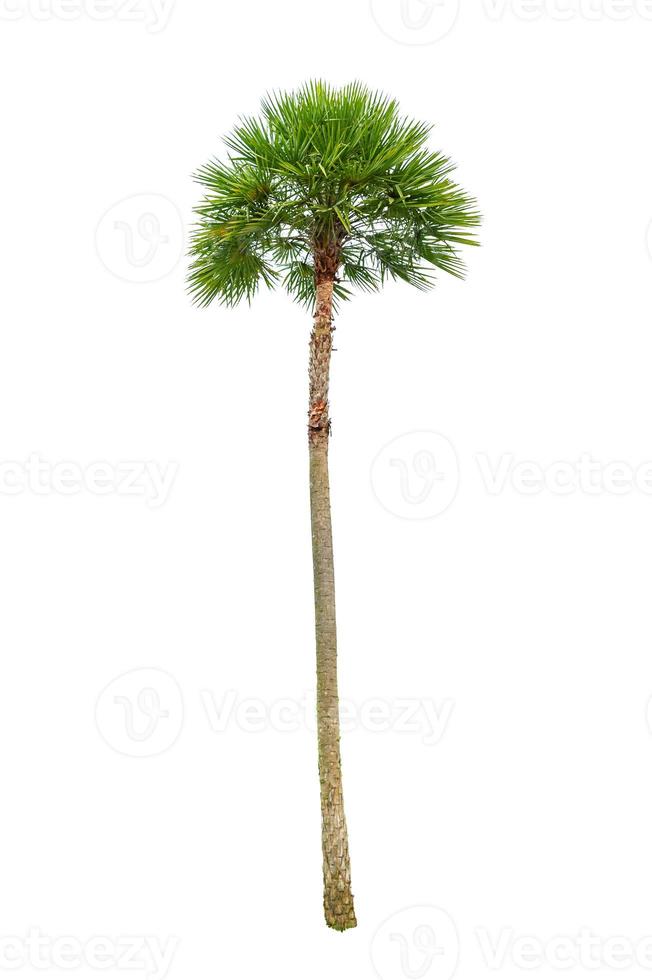 Palm tree wood gardening white background Isolates photo