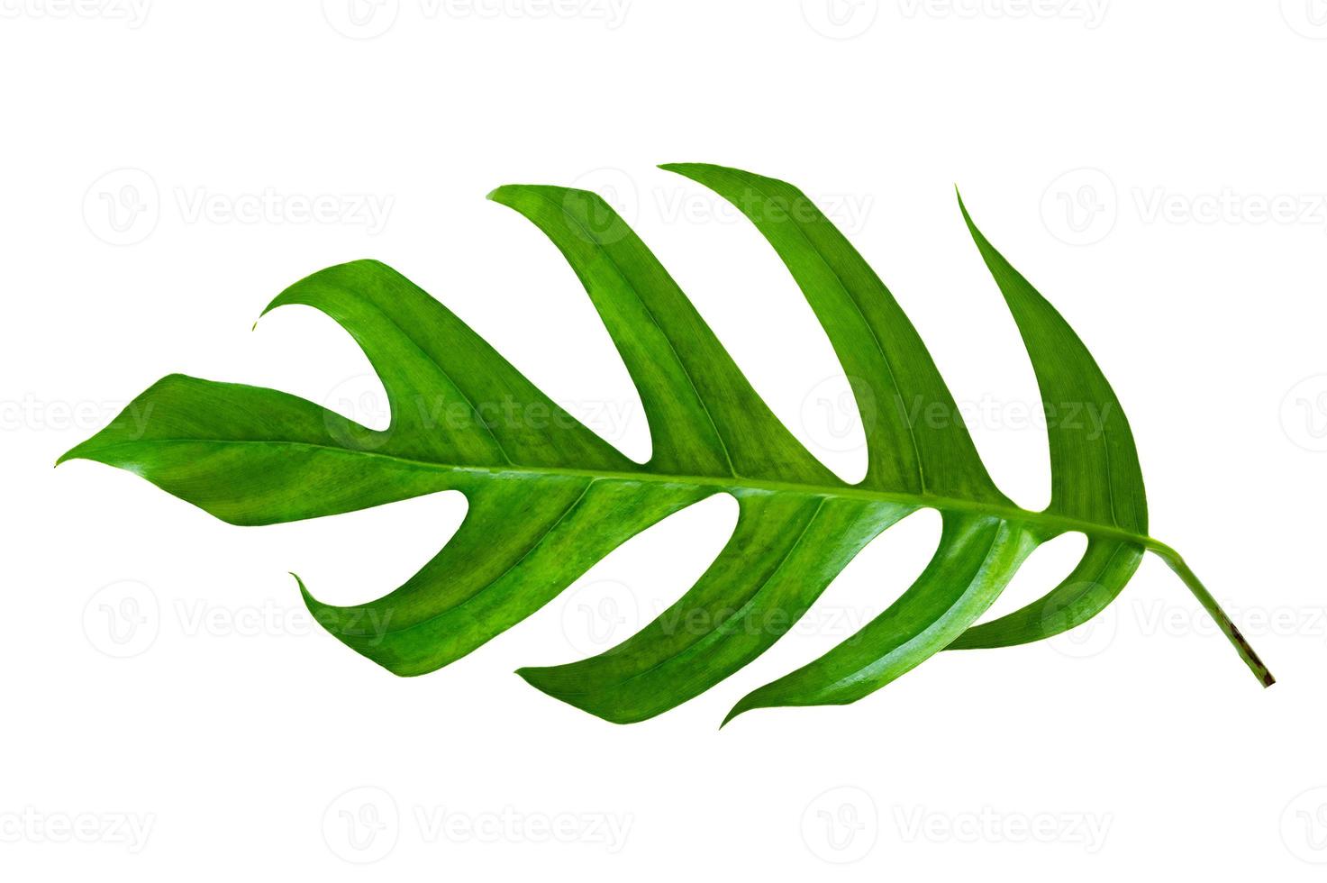 tropical jungle monstera leaves isolated on a white background photo