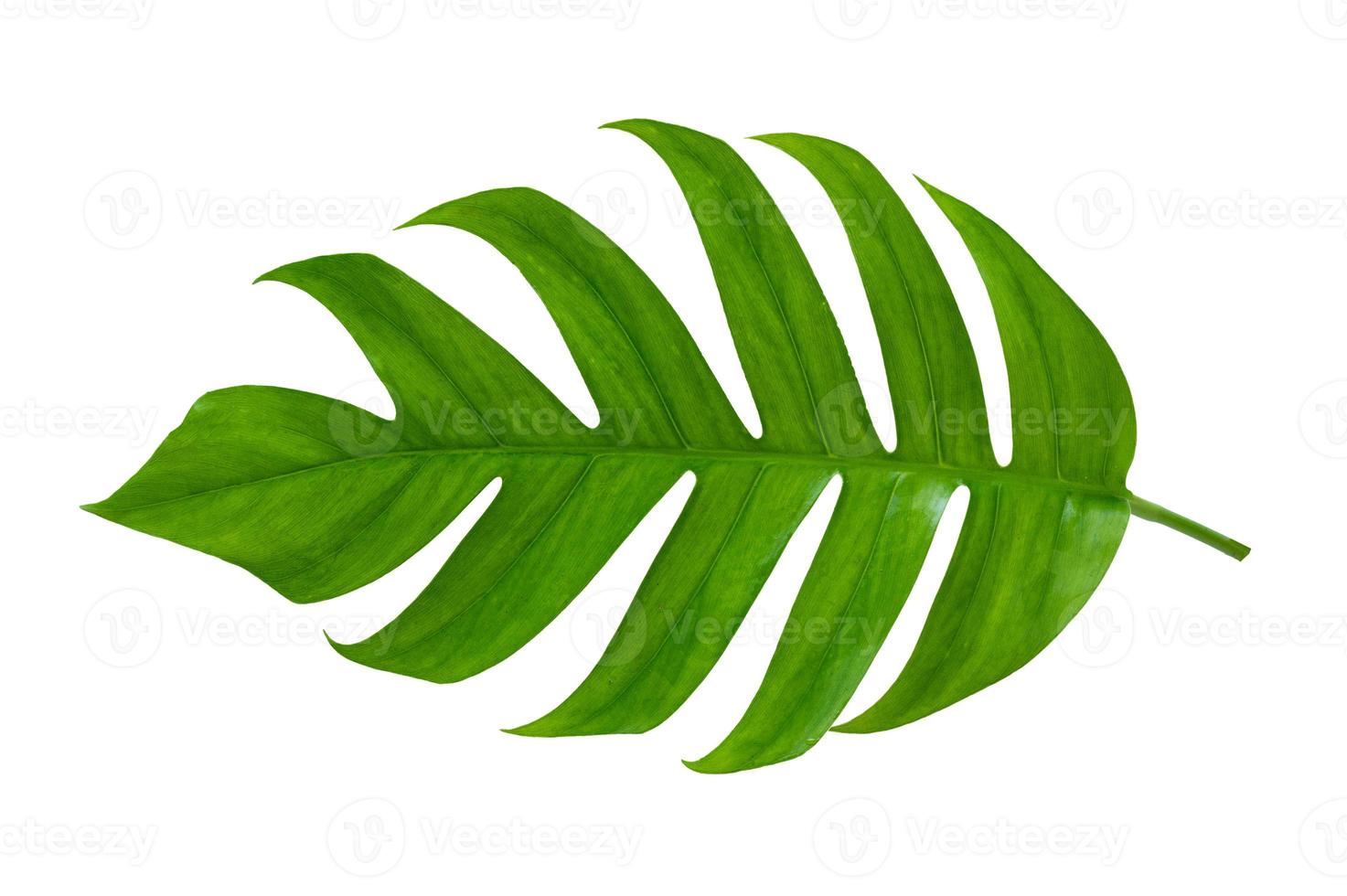 tropical jungle monstera leaves isolated on a white background photo