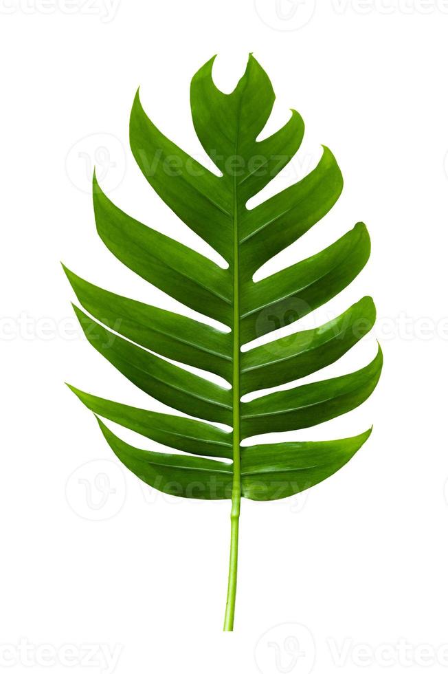 tropical jungle monstera leaves isolated on a white background photo