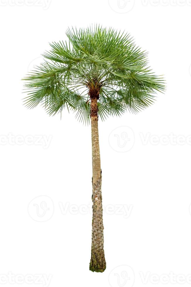 Palm tree wood gardening white background Isolates photo