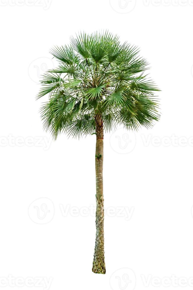 Palm tree wood gardening white background Isolates photo
