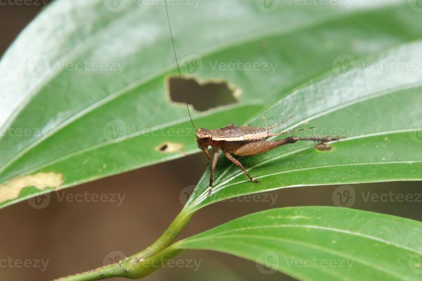 macro photo de une vert araignée perché sur une feuille 22722701 Photo de  stock chez Vecteezy