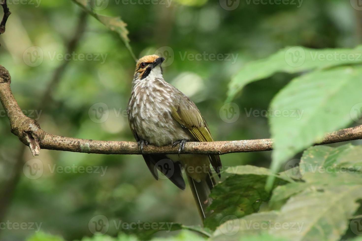 Straw Headed Bulbul in a nature Reserve photo