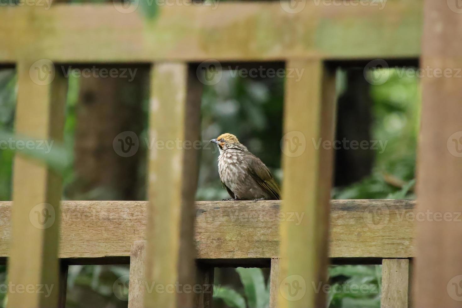 Straw Headed Bulbul in a nature Reserve photo