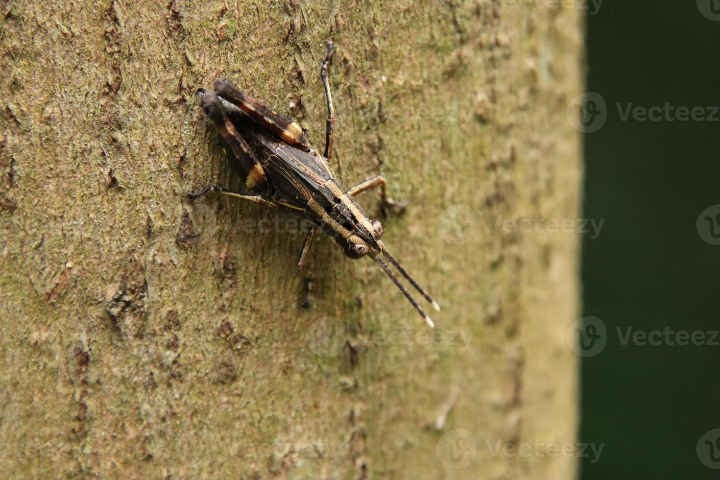 Spur Throated Grasshopper on a tree trunk photo