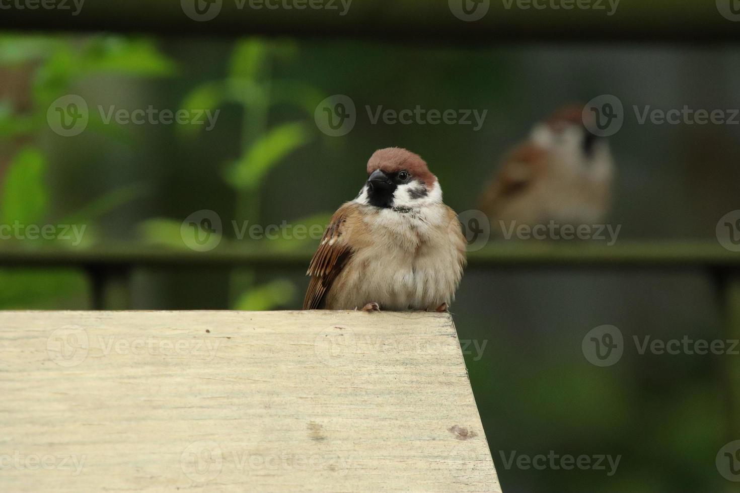 Eurasian Tree Sparrow on a wooden block photo