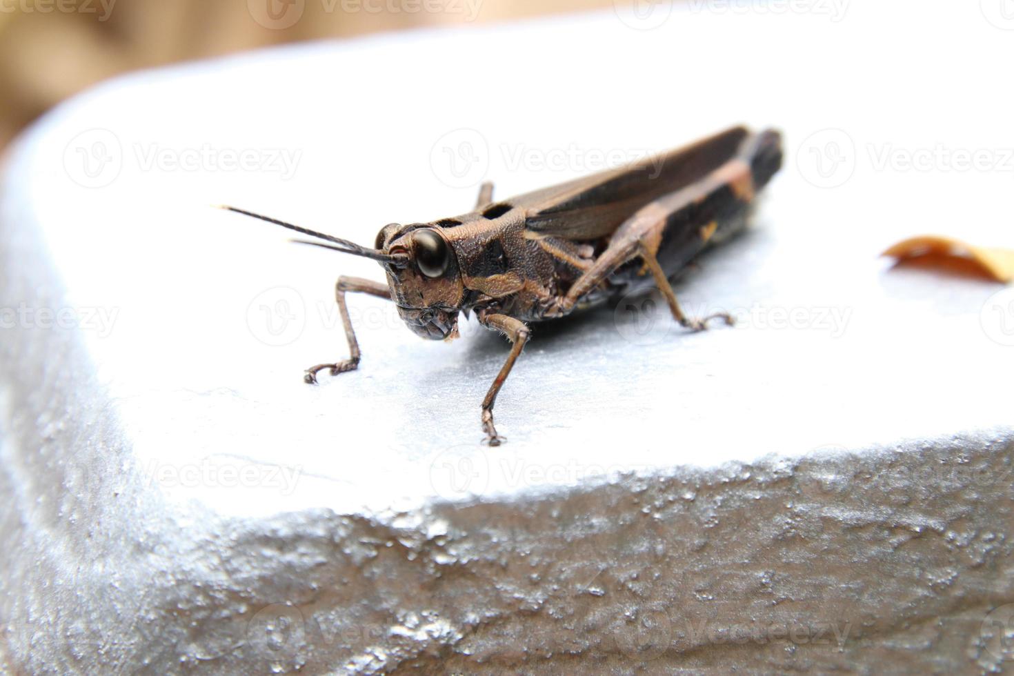 saltamontes de garganta estimulada en el tronco de un árbol foto