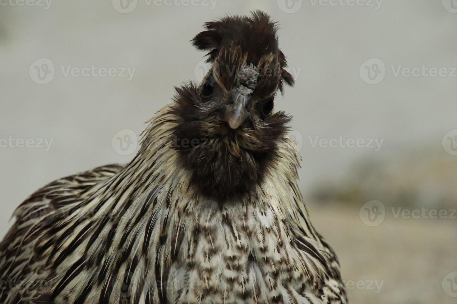 gallo rojo de la selva en una granja del parque foto