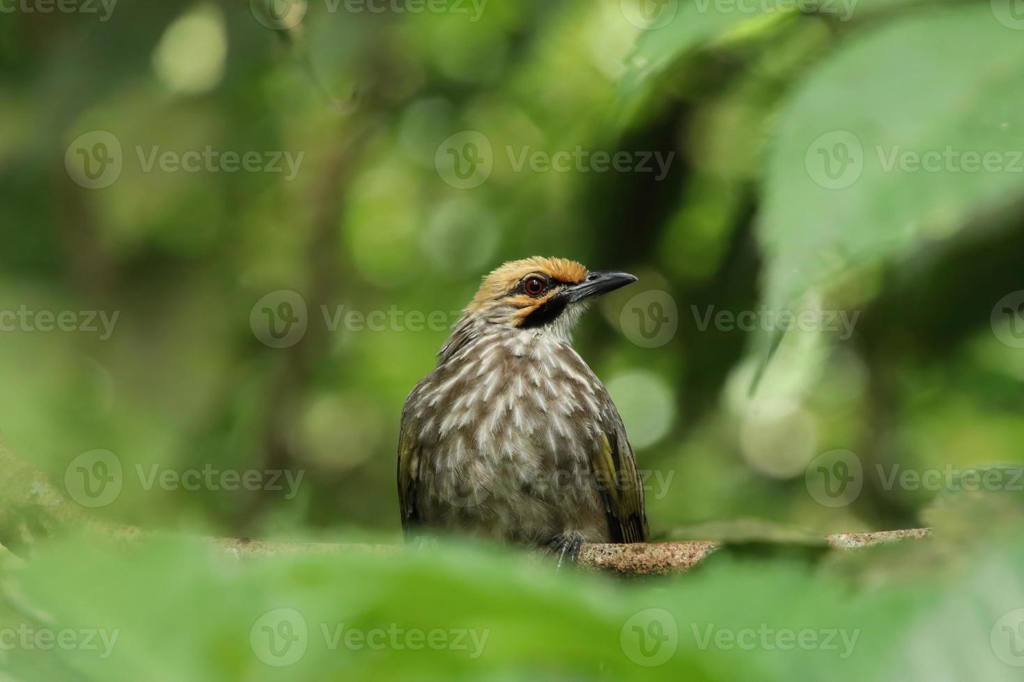 bulbul de cabeza de paja en una reserva natural foto