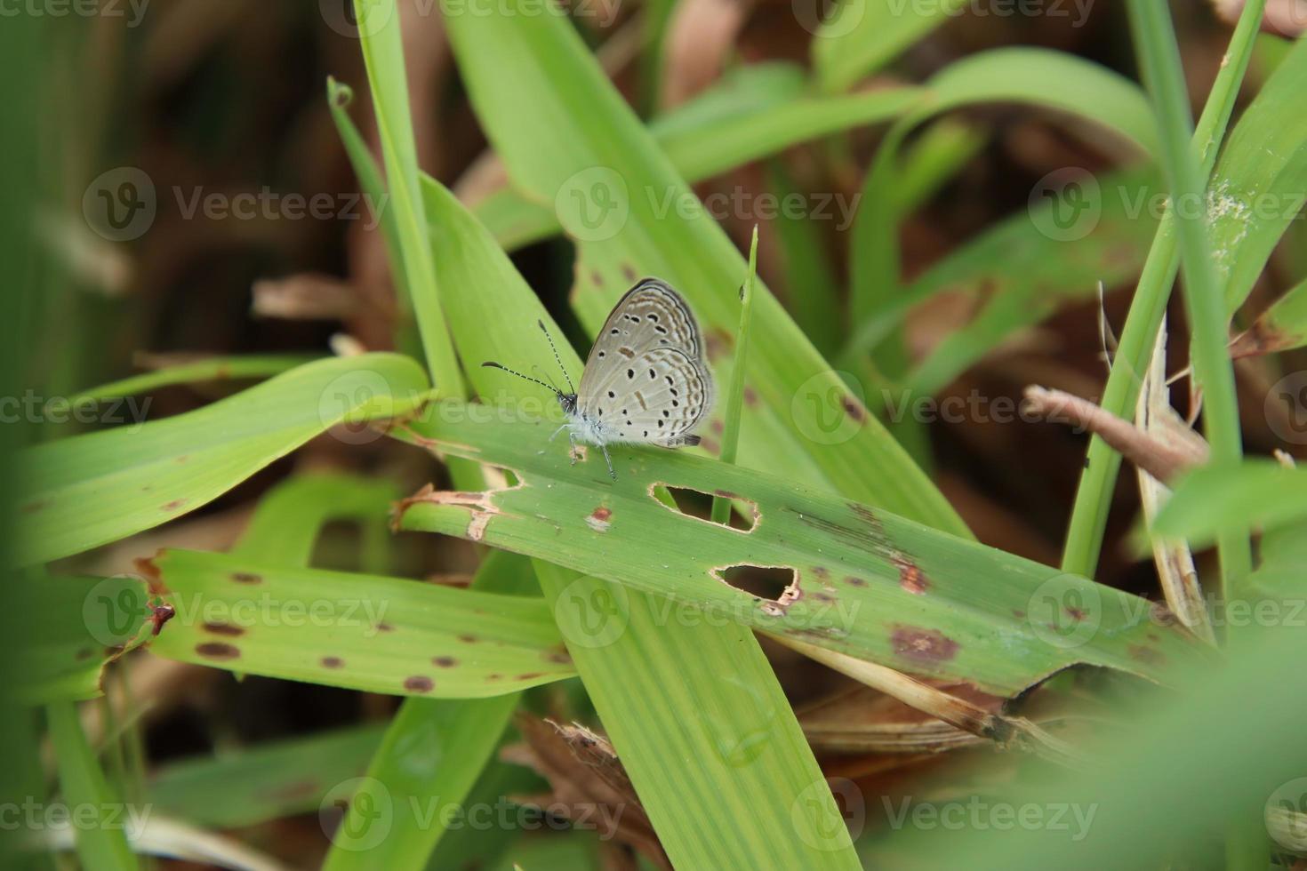 Insects in a Nature Reserve Park photo