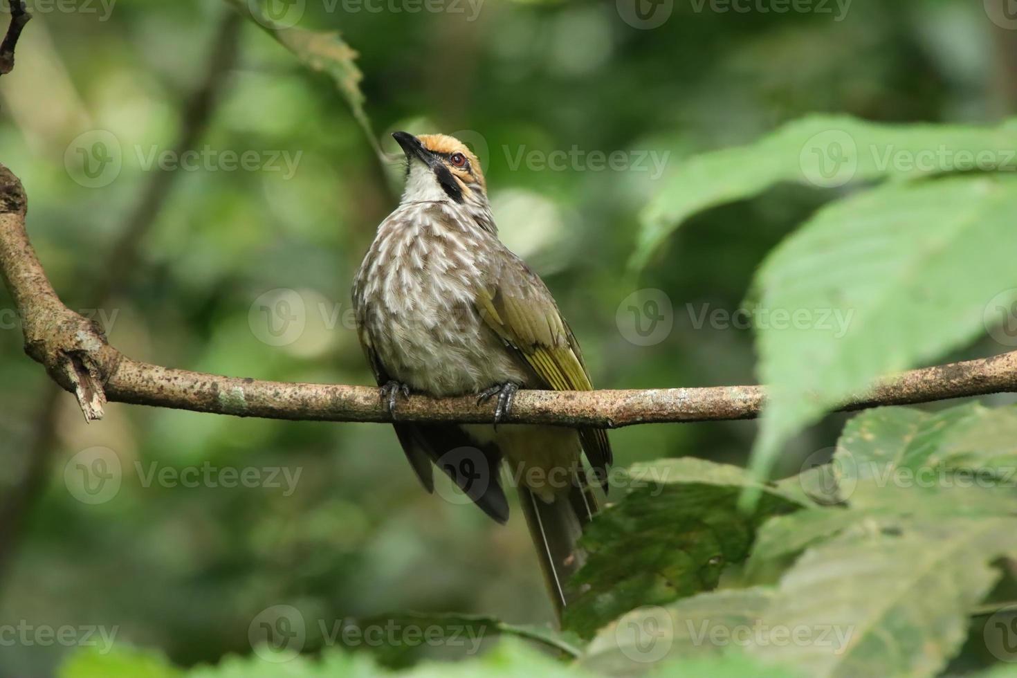 Straw Headed Bulbul in a nature Reserve photo