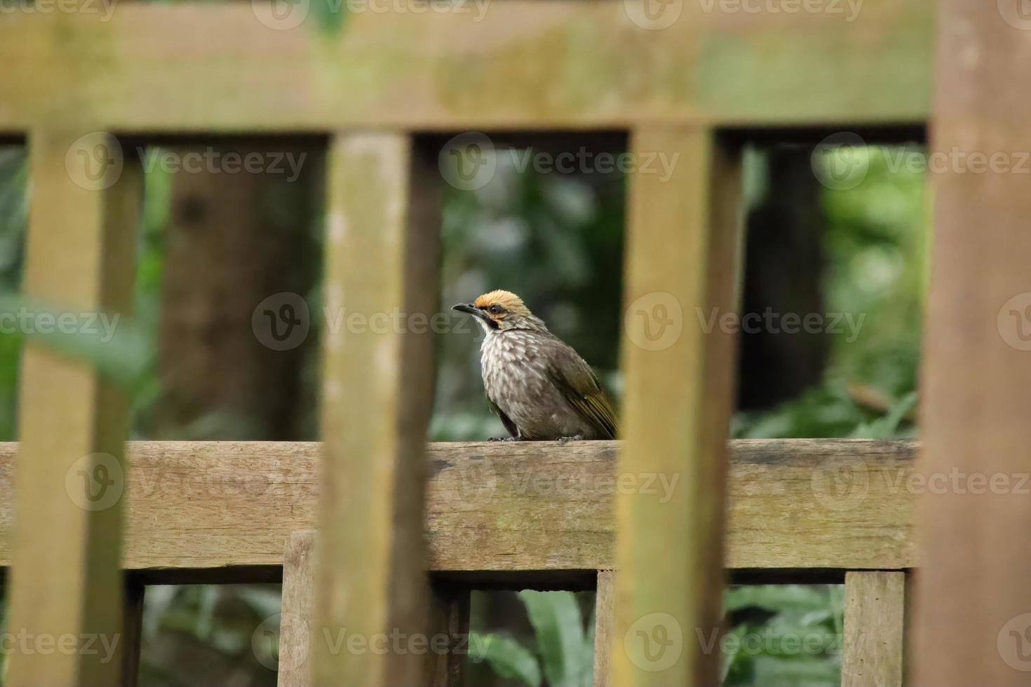 Straw Headed Bulbul in a nature Reserve photo