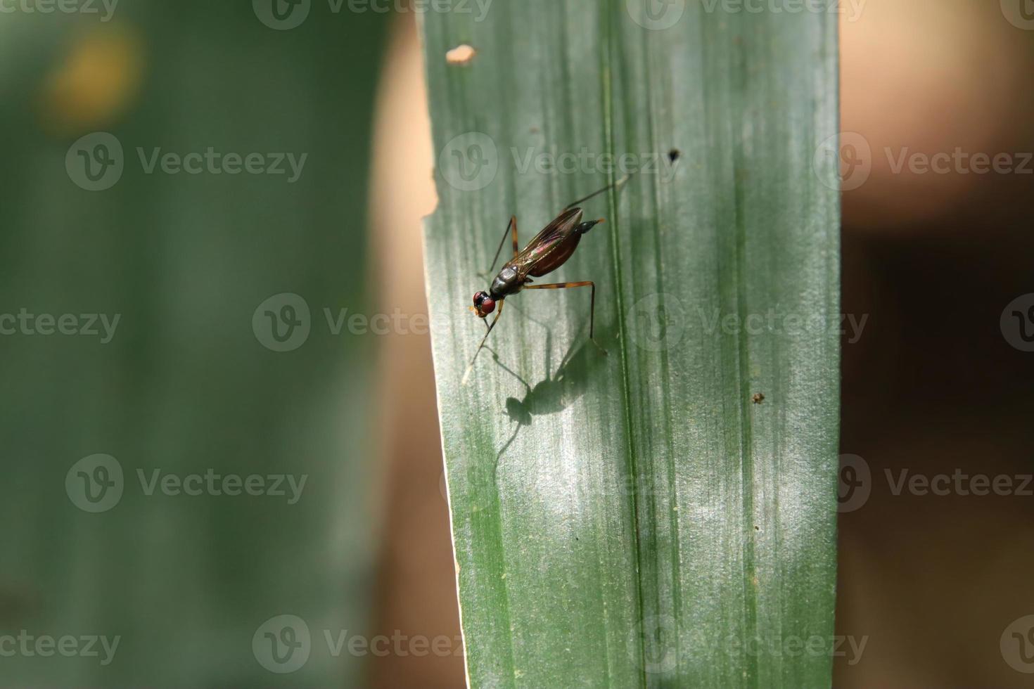 Insects in a Nature Reserve Park photo