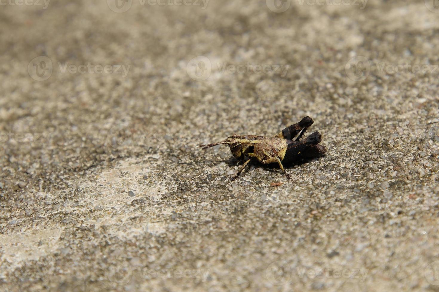 Spur Throated Grasshopper on the floor photo