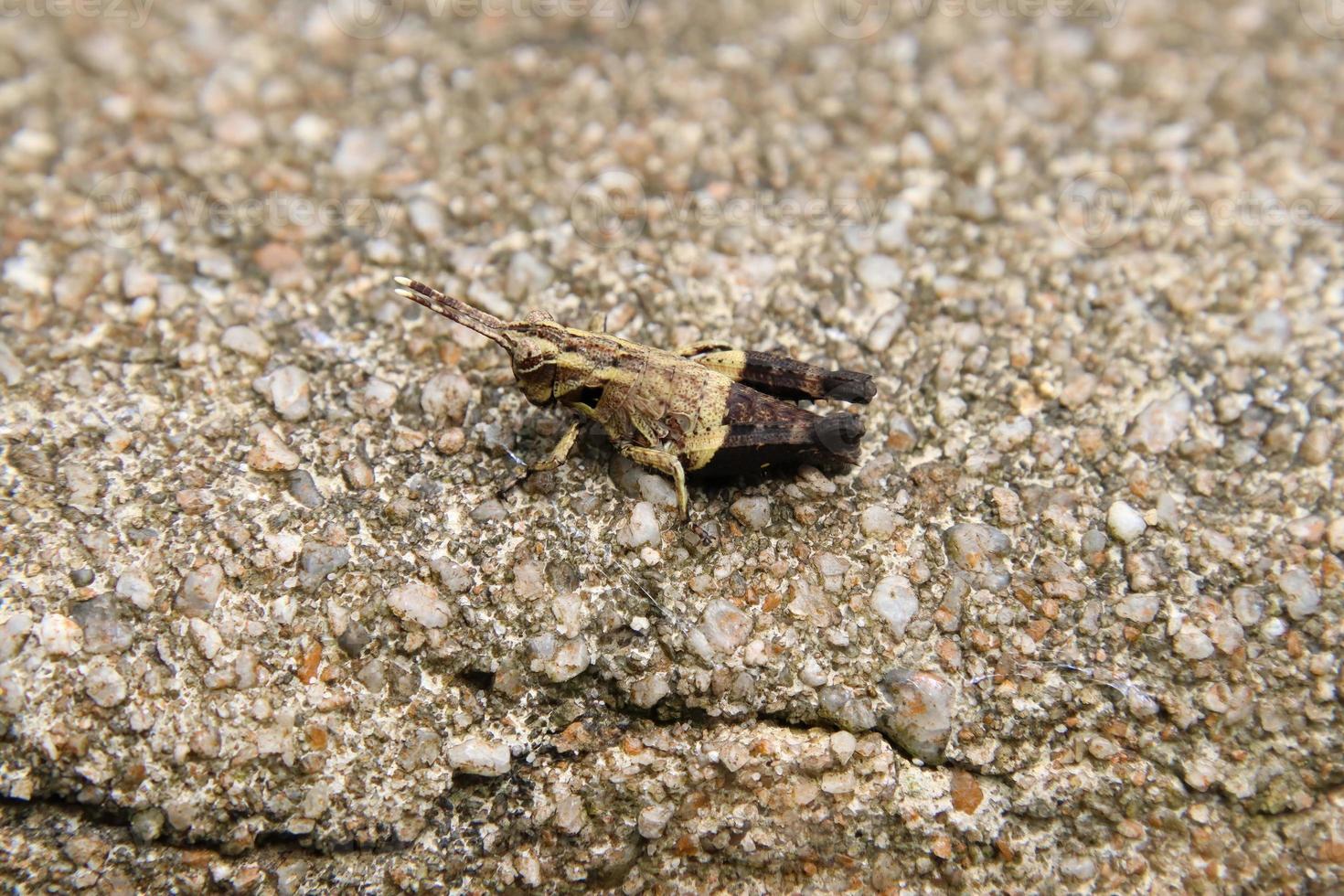 Spur Throated Grasshopper on the floor photo