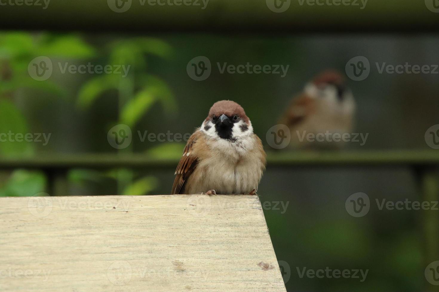 Eurasian Tree Sparrow on a wooden block photo