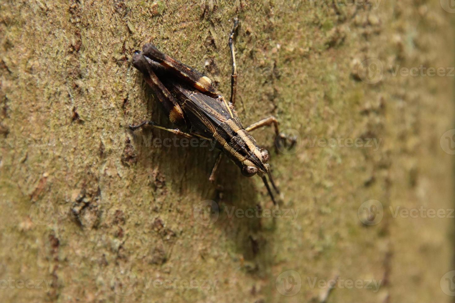 Spur Throated Grasshopper on a tree trunk photo