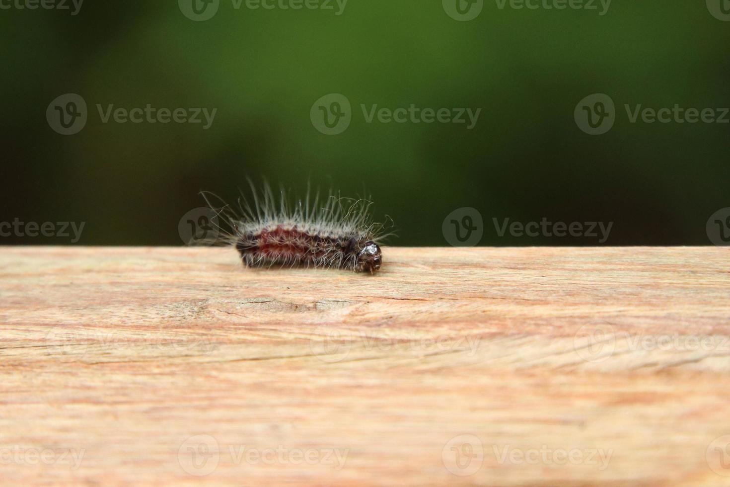 Hairy Caterpillar butterfly on a wooden pillar pole photo