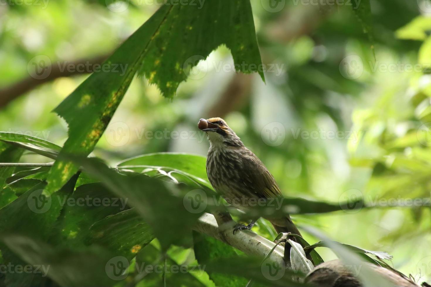 Straw Headed Bulbul in a nature Reserve photo