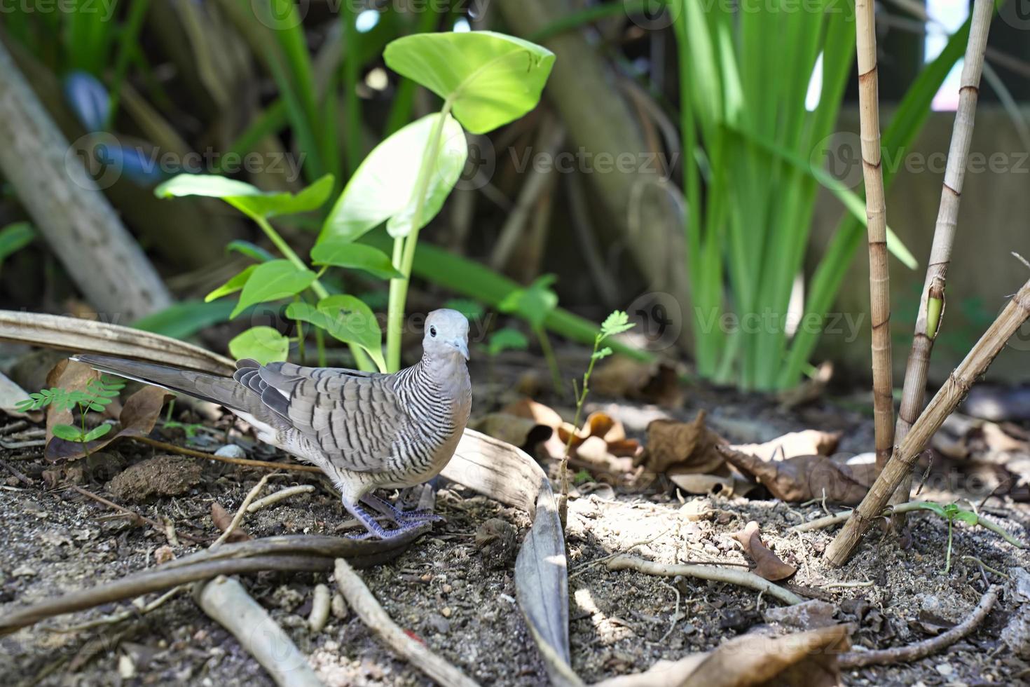 mahe seychelles, la paloma cebra, también conocida como paloma de tierra barrada, o paloma barrada, es una especie de ave de la familia de las palomas, son pájaros pequeños con una cola larga foto