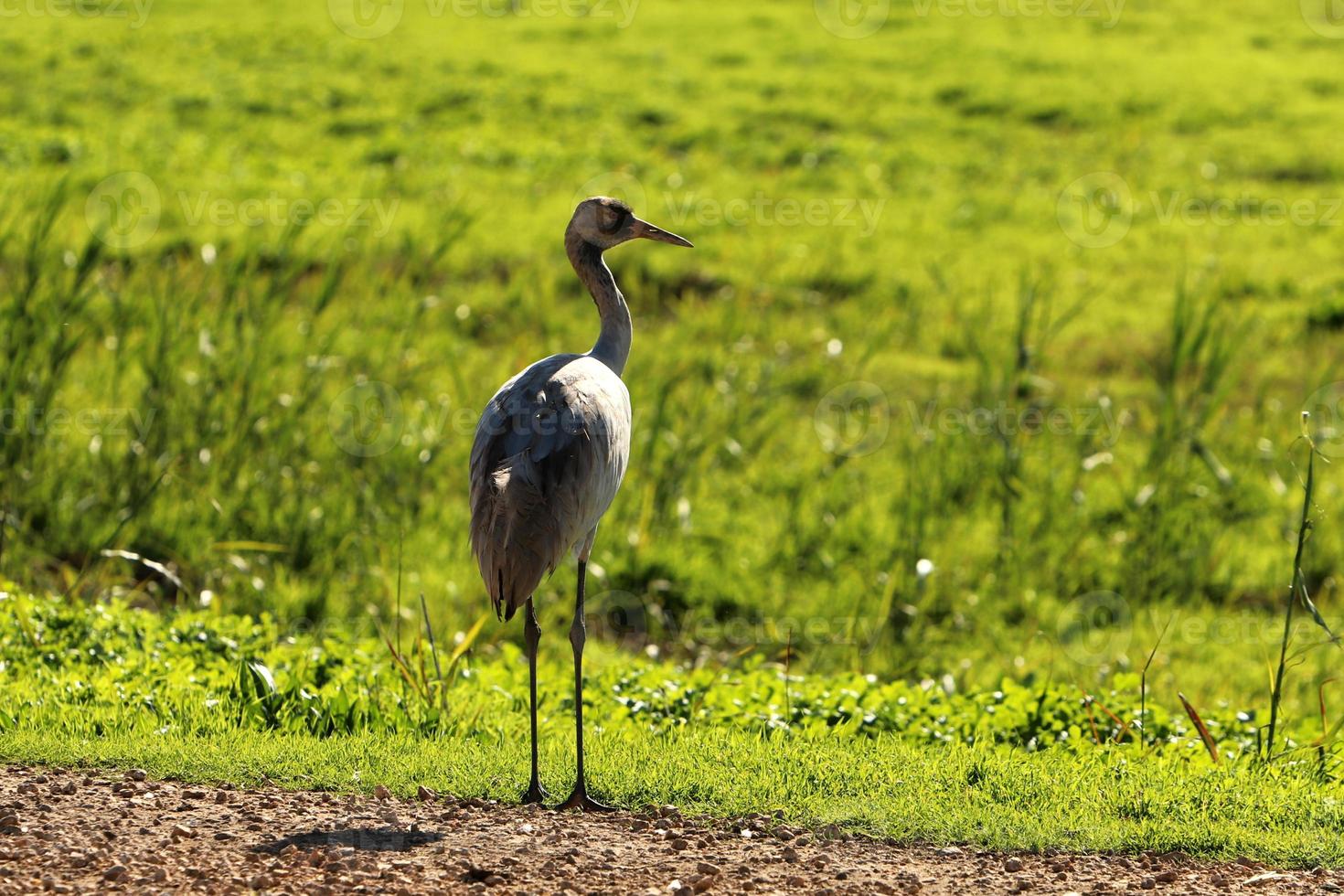 A large flock of cranes winters on a lake in northern Israel. photo