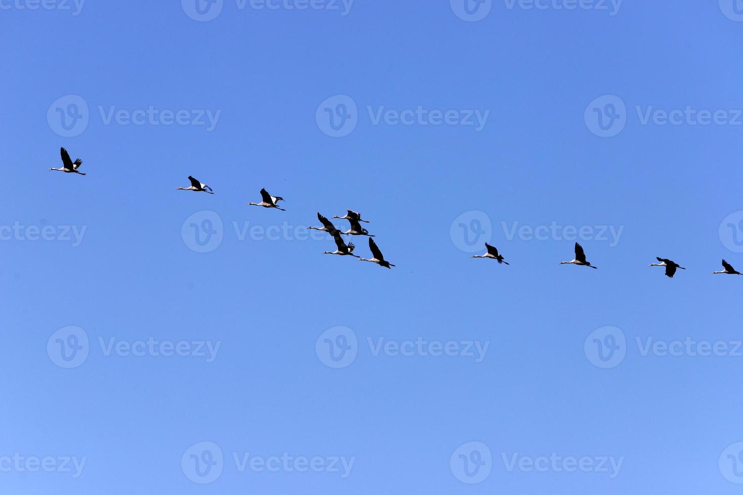 A large flock of cranes winters on a lake in northern Israel. photo